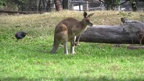 Find what to do today, this weekend, or in august. Rockhampton Botanical Garden's Zoo - YouTube