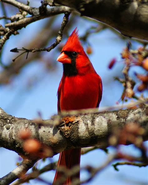 North Central Texas Birds Northern Cardinal