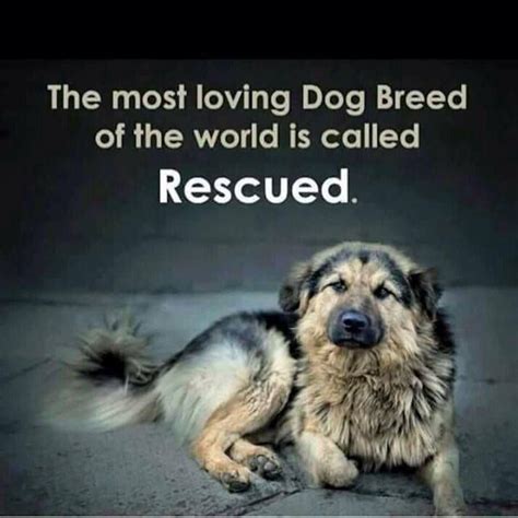Im Totally Convinced That Rescue Dogs Know That You Have Rescued Them