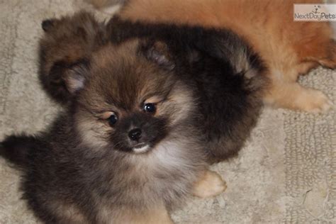 Pomeranian puppies for sale, pomeranian puppies are toy dogs with huge hearts. Beautiful Sable Female | Pomeranian puppy for sale near Eastern NC, North Carolina | afaef685-43f1
