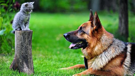 How To Introduce A German Shepherd To A Cat Cat Lovster
