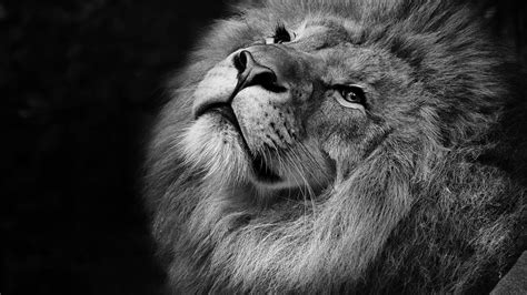 Do you want lion wallpapers? Lion Monochrome 4K Wallpapers | HD Wallpapers | ID #26062