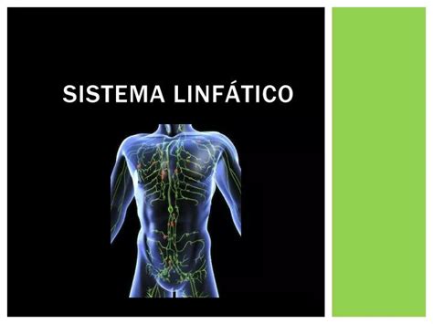 PPT SISTEMA LINFÁTICO PowerPoint Presentation free download ID