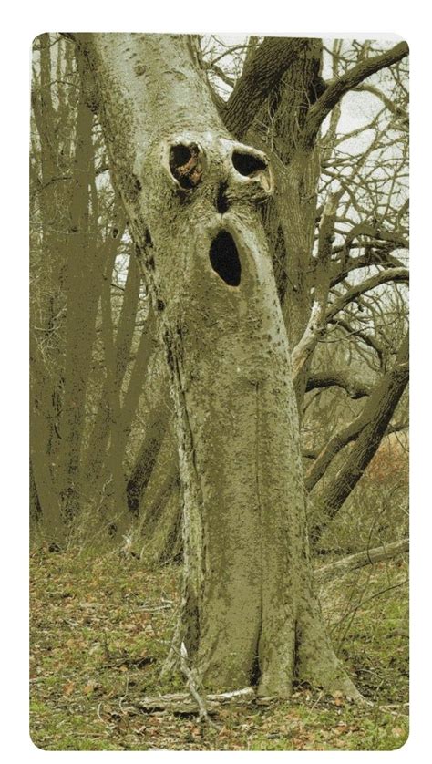 Weird Trees Spooky Trees Photo Post Mortem Amazing Nature Nature