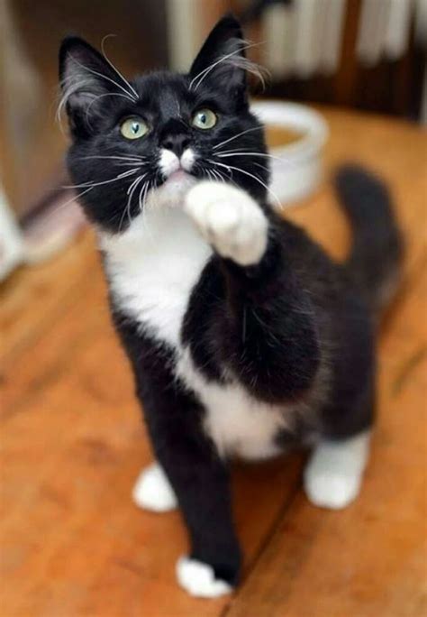 Lovely Tuxedo Cat Cute Cats And Kittens Cats Meow Kittens Cutest