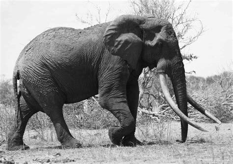 Satao Worlds Biggest Elephant Killed By Poachers In Kenya