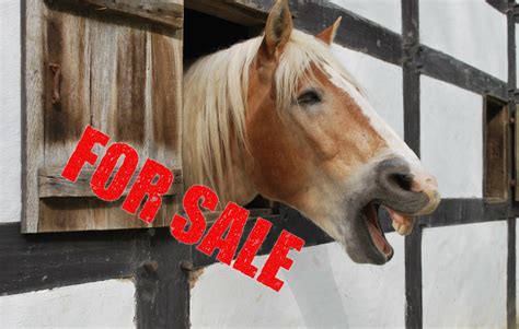Horse Sale Ads, Translated | HORSE NATION