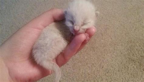 orphaned kitten rescued from highway then and now love meow