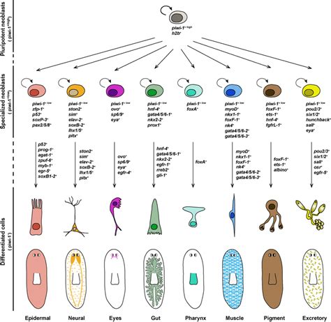 Schematic Of Planarian Stem Cell Lineages Markers For Each Progenitor
