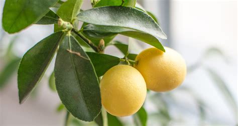 Grow Your Own Lemon Tree From Lemon Seeds Farmers Almanac
