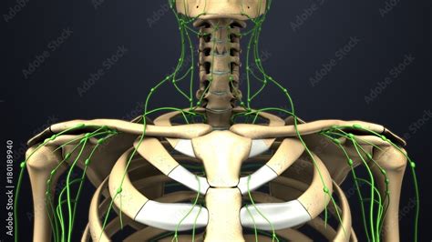 Shoulder Bones With Lymph Nodes Stock Photo Adobe Stock