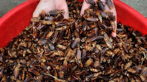 Cockroaches And Beetles Pest Removal Services In Denver Budget Pest Control