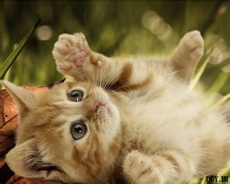 Daily Cool Pictures Gallery 38 So Cute And Lovely Cats Wapapers