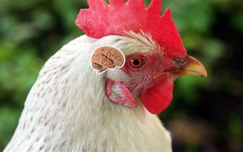 Do Chickens Have Brains 5 Interesting Facts Learnpoultry
