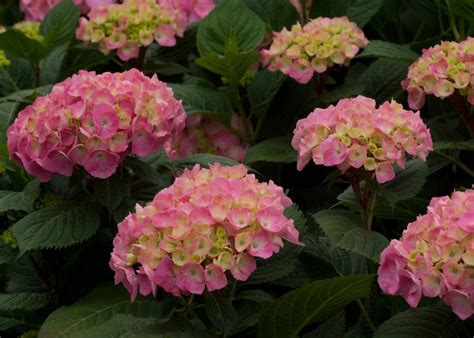 Large mophead flowers in summer bloom every year on both old and new wood. Let's Dance® Big Easy® - Reblooming hydrangea - Hydrangea macrophylla Images | Proven Winners