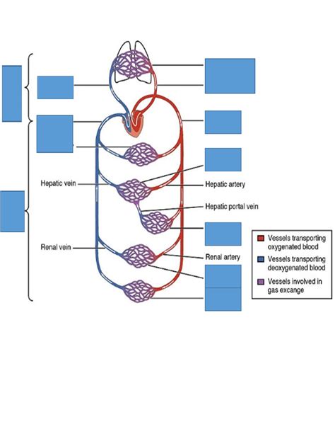 Systemic And Pulmonary Circuits Diagram Quizlet