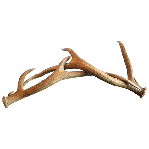 Deer Antler Horn Wood Antlers Png Download 12001200 Free