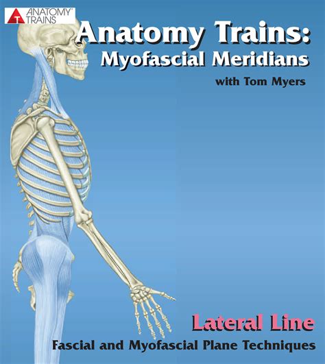 Lateral Line Video Fascial And Myofascial Plane Techniques