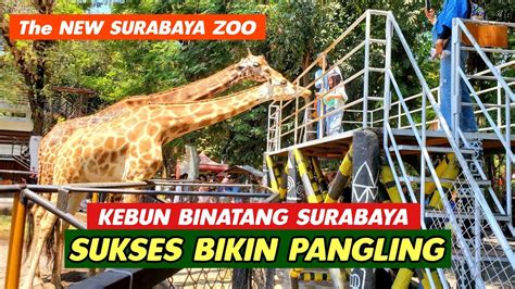 Kebun Binatang Surabaya Terbaru Bikin Panggling Kbs Surabaya Zoo