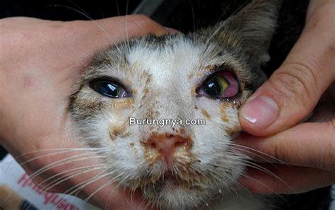 Lebih dari 30.000 jenis telah ditemukan. 17 Penyebab Kucing Sakit Mata Berair dan Cara Mengobati ...