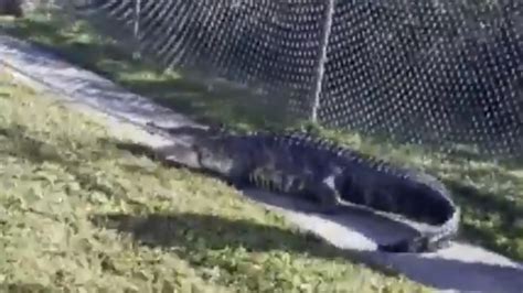 Polk County Deputies Spot Massive Alligator In Lakeland