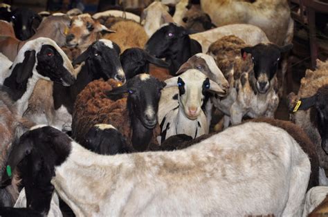 Kambing ini merupakan kambing yang berasal dari wilayah jamnapari india, tepatnya disebut sebagai kambing jumna selain itu untuk karakteristik kambing pe sendiri, seperti beberapa catatan berikut ini, di. MJ FATONAH SDN BHD: Lembu & Kambing Korban 1435H Sedia ...