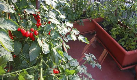 Planter Des Tomates Sur Son Balcon Comment Faire Pousser Des Tomates