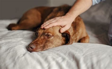 Dog Depression Signs Causes Treatment Options And More