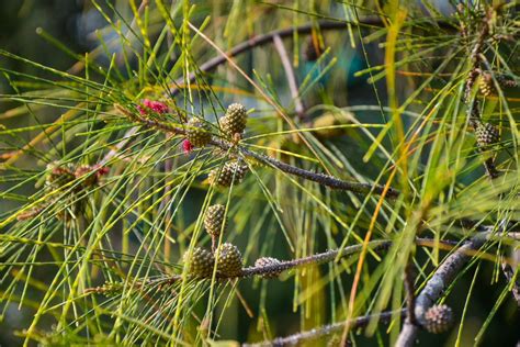 Invasive Trees In South Florida Sherlock Tree Company