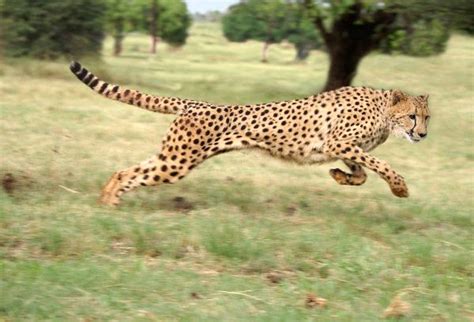 Cheetah The Fastest Land Animal In The World Feline Facts And Information
