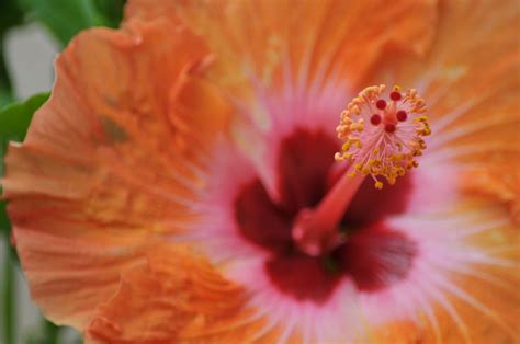 Pistil Of Hibiscus Flower Free Stock Photo Public Domain Pictures