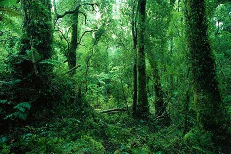 Beautiful Rainforest Backgrounds ~ Wallpaper And Pictures