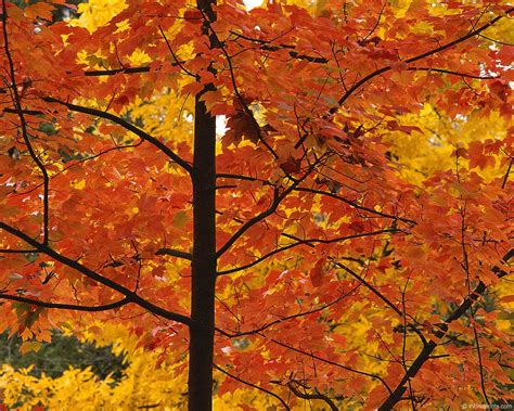 Fall Leaves Wallpaper For Desktop Wallpapersafari