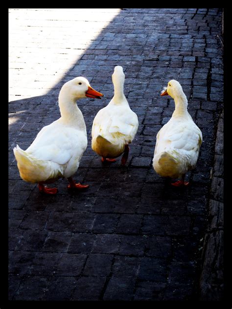 Pin By Kayla Martin On Adorable Ducks Duck Pets Ducky
