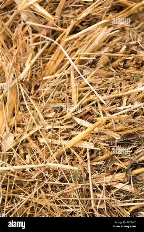 Background Of Dry Straw Macro Shot Hay Stock Photo Alamy