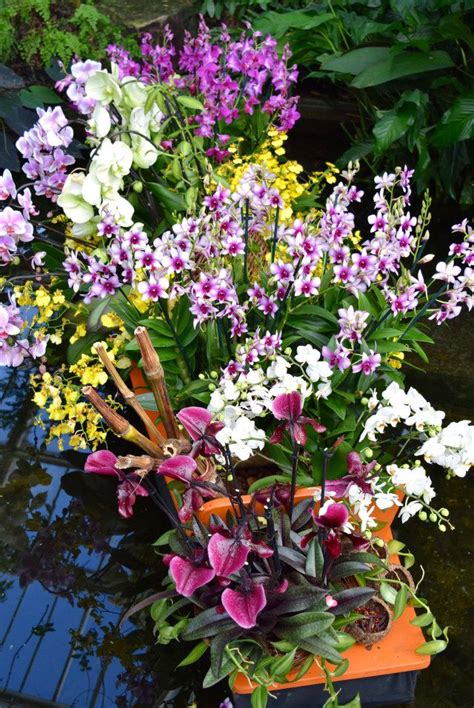 Kew gardens is in zone 3, and easily accessible by london underground, overground and train. 23rd Annual Orchid Festival at Kew Gardens & Thai ...