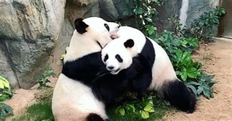 Two Giant Pandas Finally Mate After 10 Years Of Trying Inquirer
