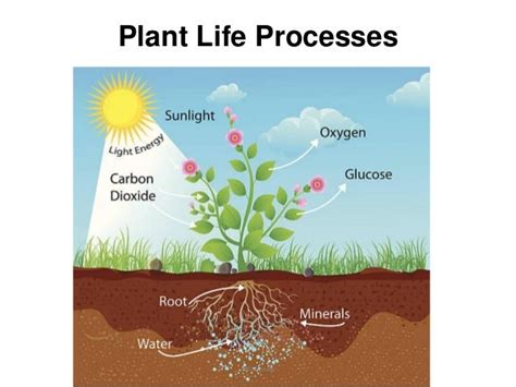 Plant Life Processes