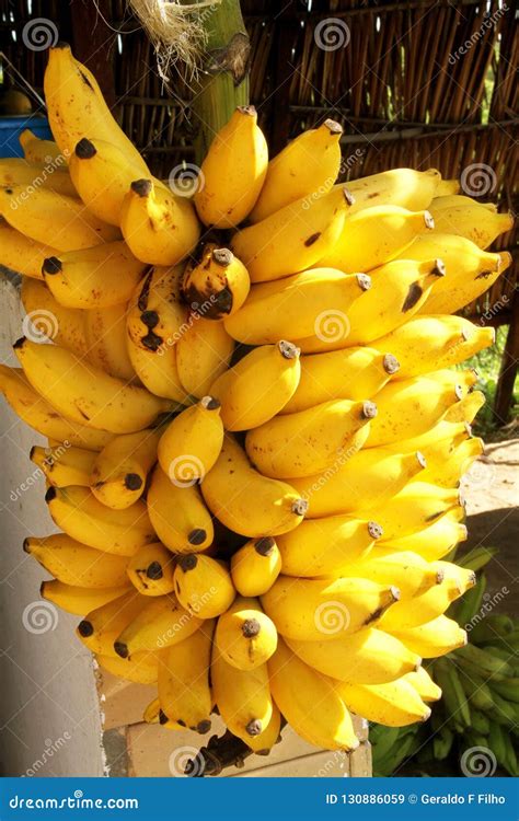 Banana Bunch Tree Agriculture Fruit Food Vitamin Delicious Sao Paulo