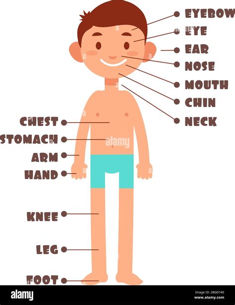 Cartoon Boy Kids Body Parts With English Vocabulary Vector Set Body