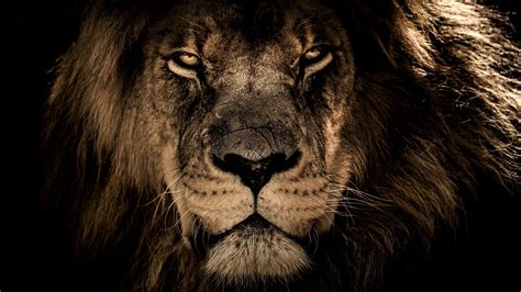 Lion 8k Wallpapers Top Free Lion 8k Backgrounds Wallpaperaccess Images