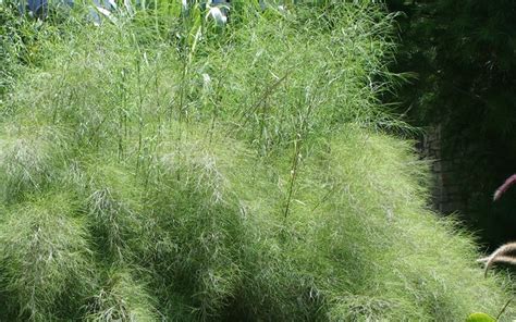 Buy Bamboo Muhly Grass 1 Gallon Muhly Grasses Buy Plants Online