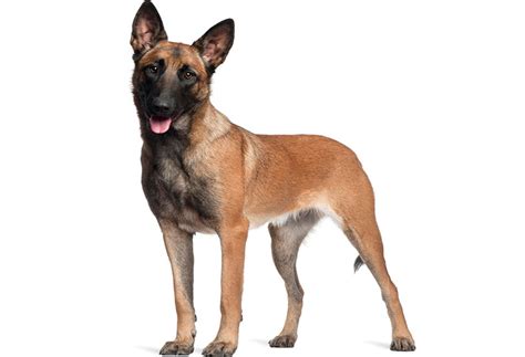The vet ruled out fleas, mange and told me. German Shepherd Coat - Colors, Length, & Care | PlayBarkRun