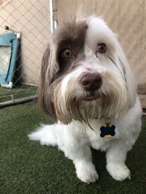 Maybe you would like to learn more about one of these? Tibetan terrier short hair. Tibetan terrier full grown. # ...