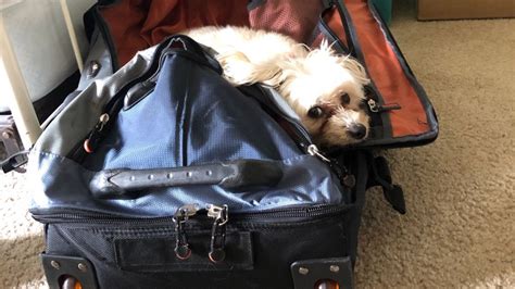 Before your new puppy boards that plane, make sure you work with the breeder to ensure that the puppy meets the requirements for air travel as checked baggage (traveling alone in the cargo area) versus. Travel: Want to take your pet on the plane? Here are some ...