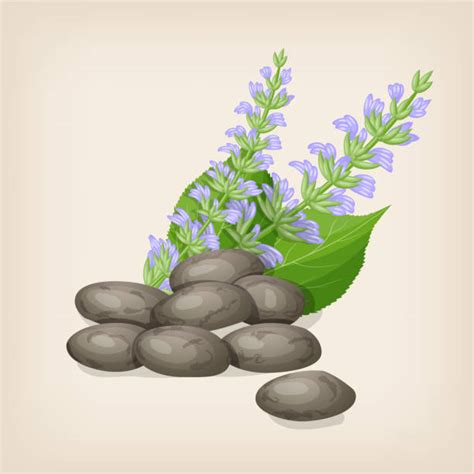 Best Chia Seed Illustrations Royalty Free Vector Graphics And Clip Art