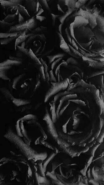 Black Roses Black Roses Wallpapers 4k Free