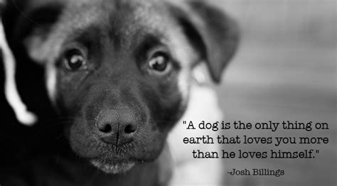 10 Inspirational Quotes About Dogs That All Dog Lovers