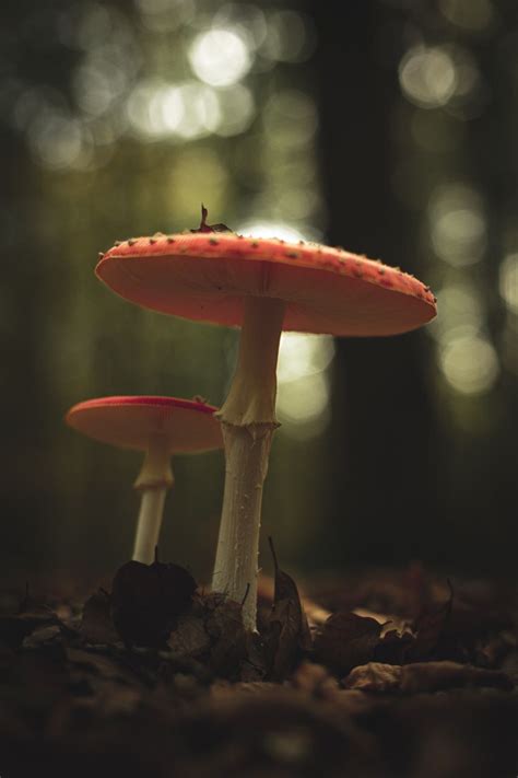 Mushroom Images Mushroom Pictures Dark Forest Aesthetic Nature