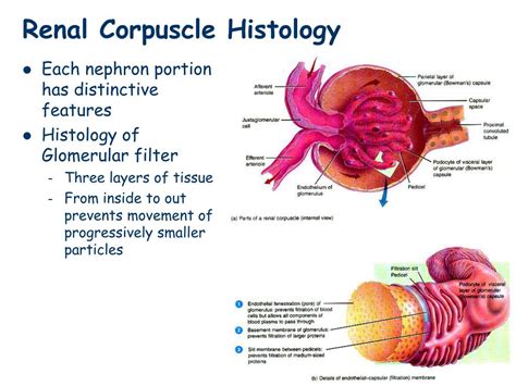 Renal Corpuscle Diagram